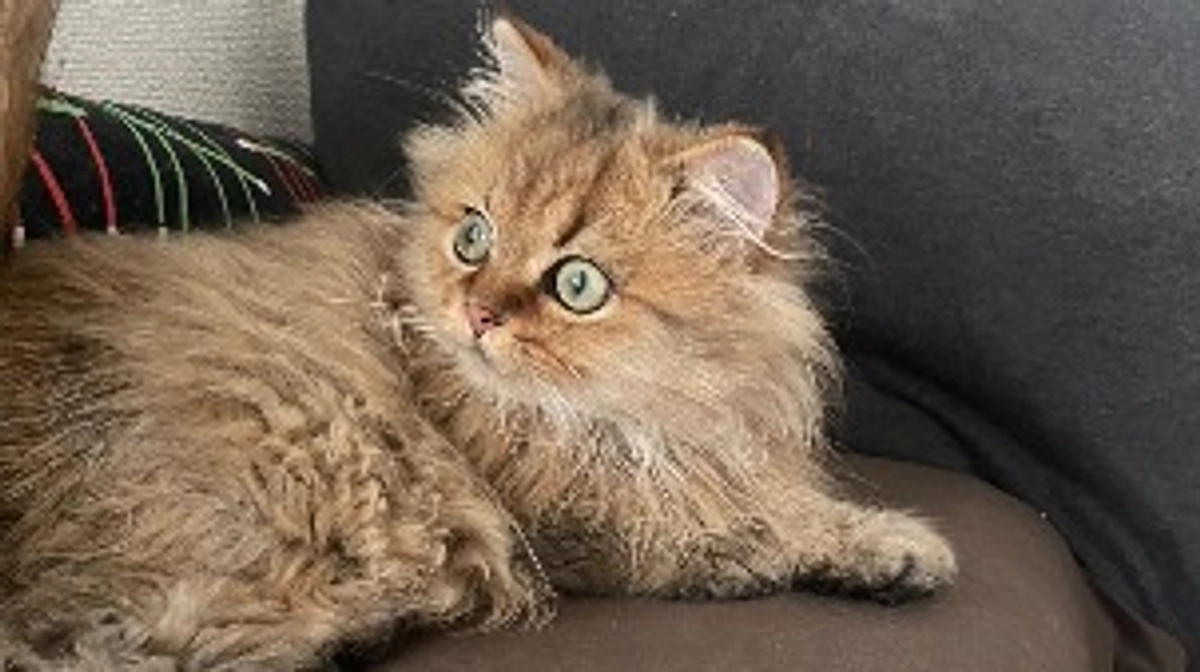 今日のむぎです