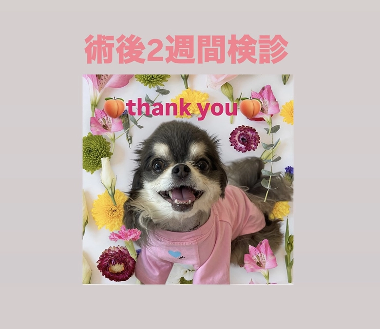ももたん♡術後2週間検診&抜糸