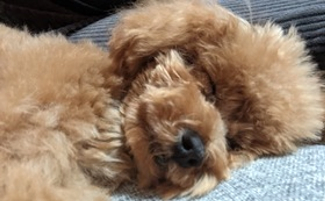 がんばれ！ハク２