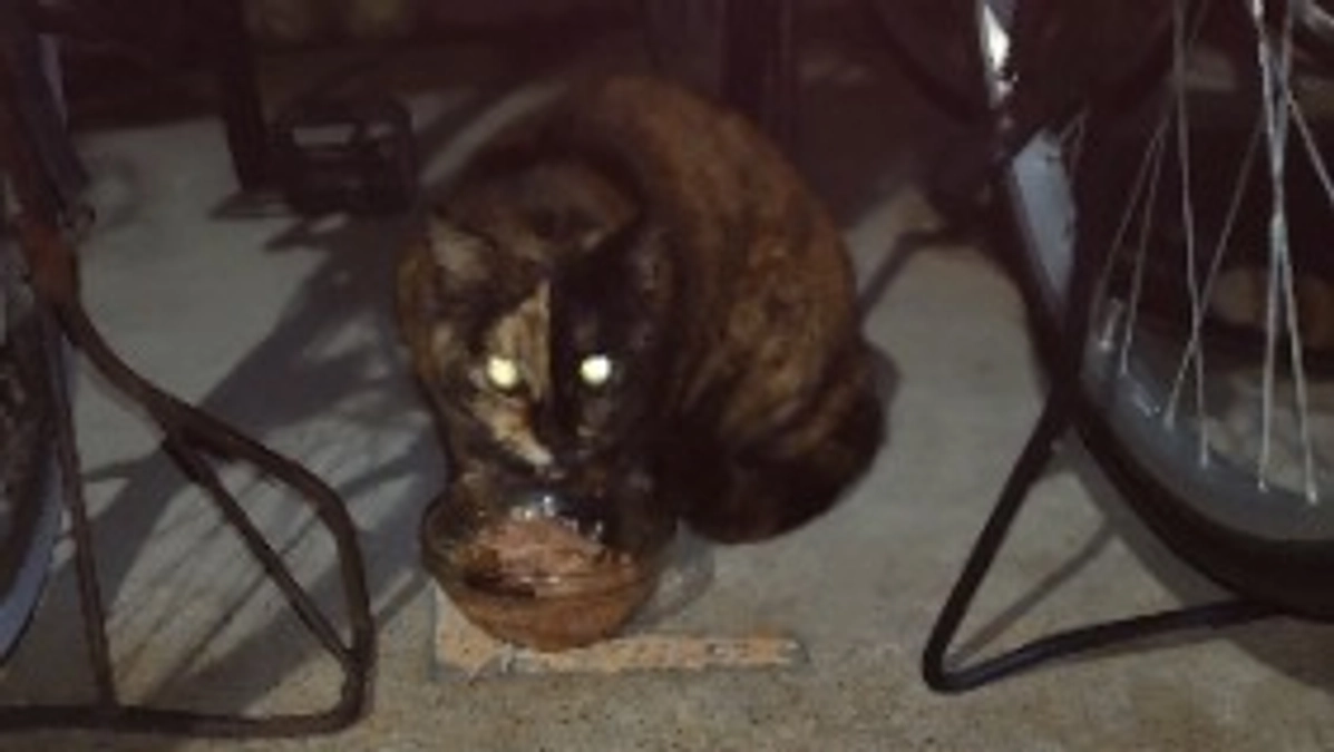 まだまだ肌寒くてもニャンコは頑張ってる。