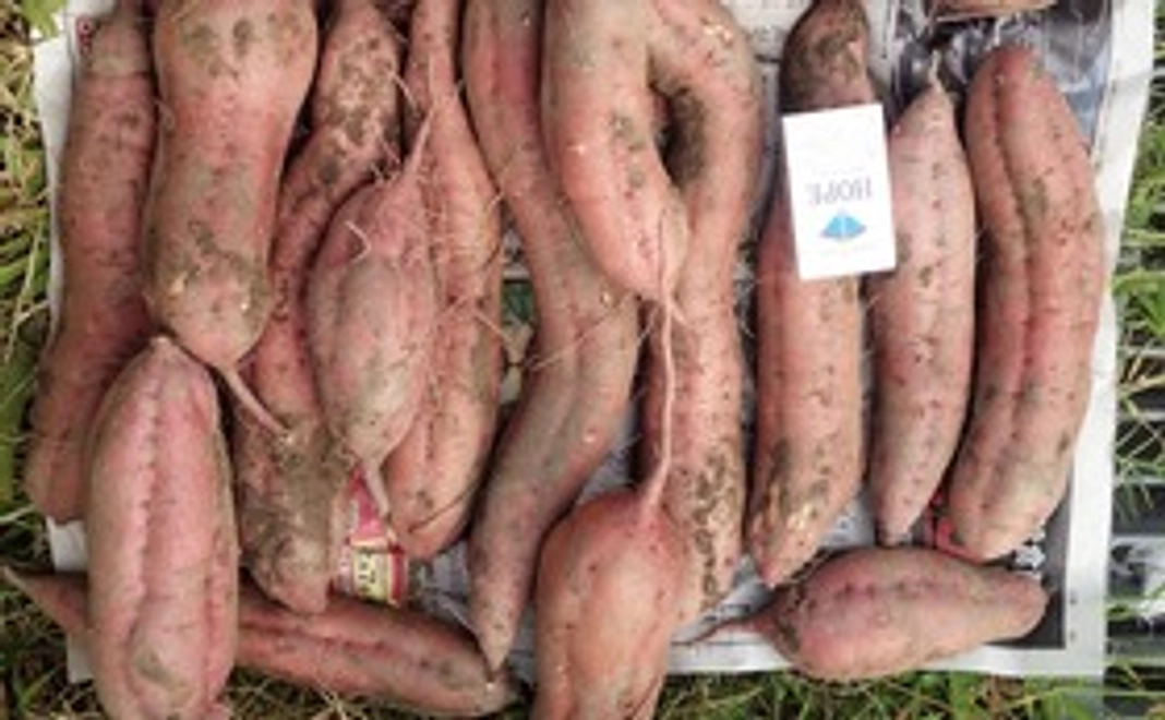 1000円：笑顔沢山のサツマイモ詰め合わせセット