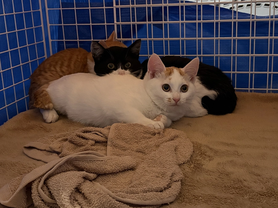 【進捗報告】子猫3匹について最終報告