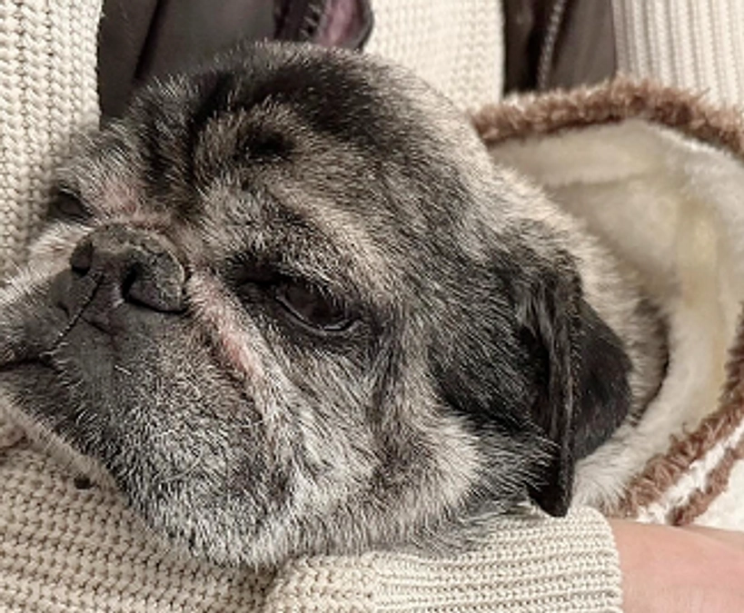 飼い主さんのご入院でセンター収容、シニア推定12才〜14才ぐらいの一色くんを引き出し保護しました。