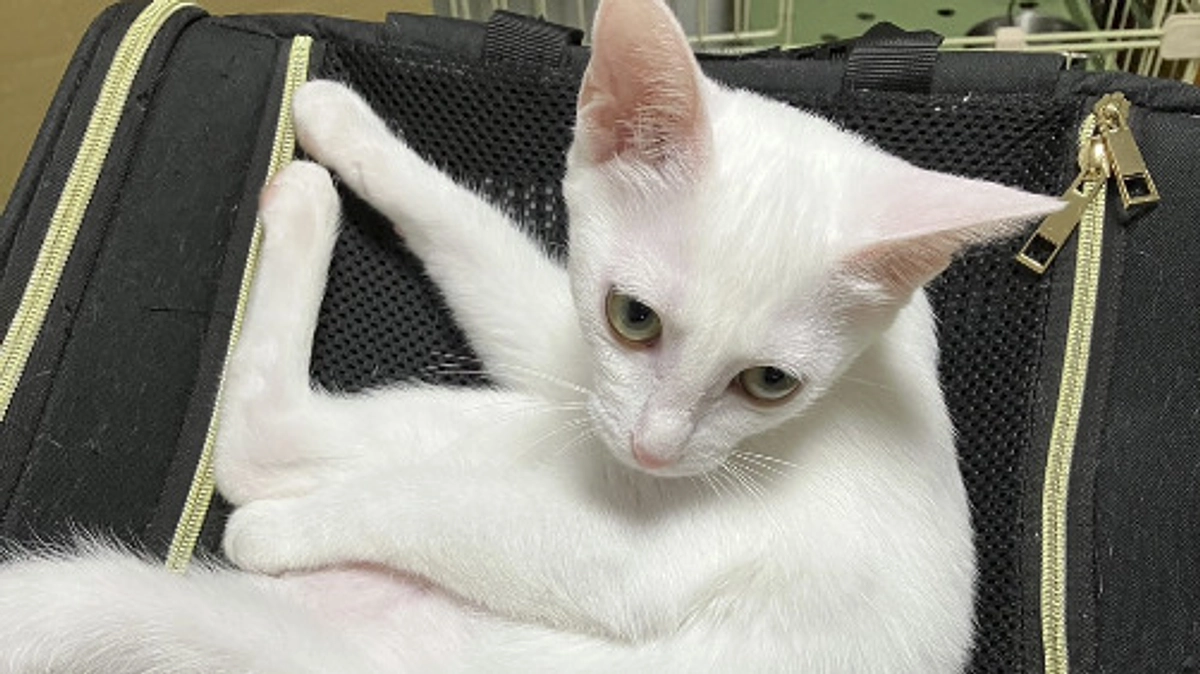 威嚇3兄妹その後！