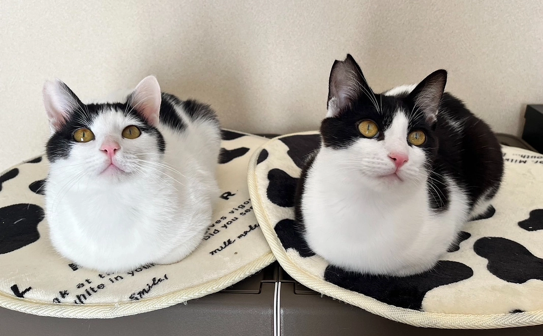 2000円　応援コース　（リターンなし）