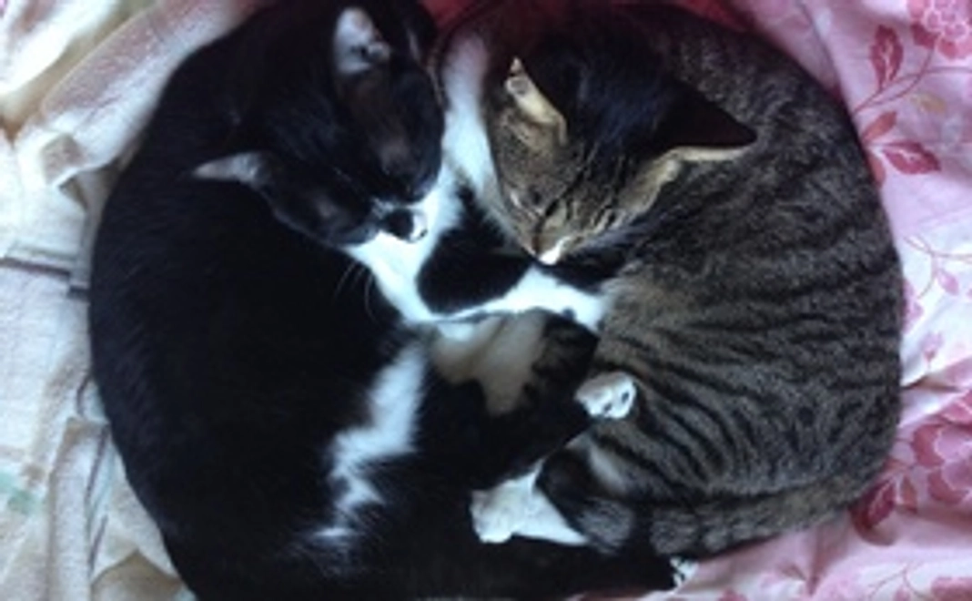 ご支援全額を猫カフェオープン資金に！