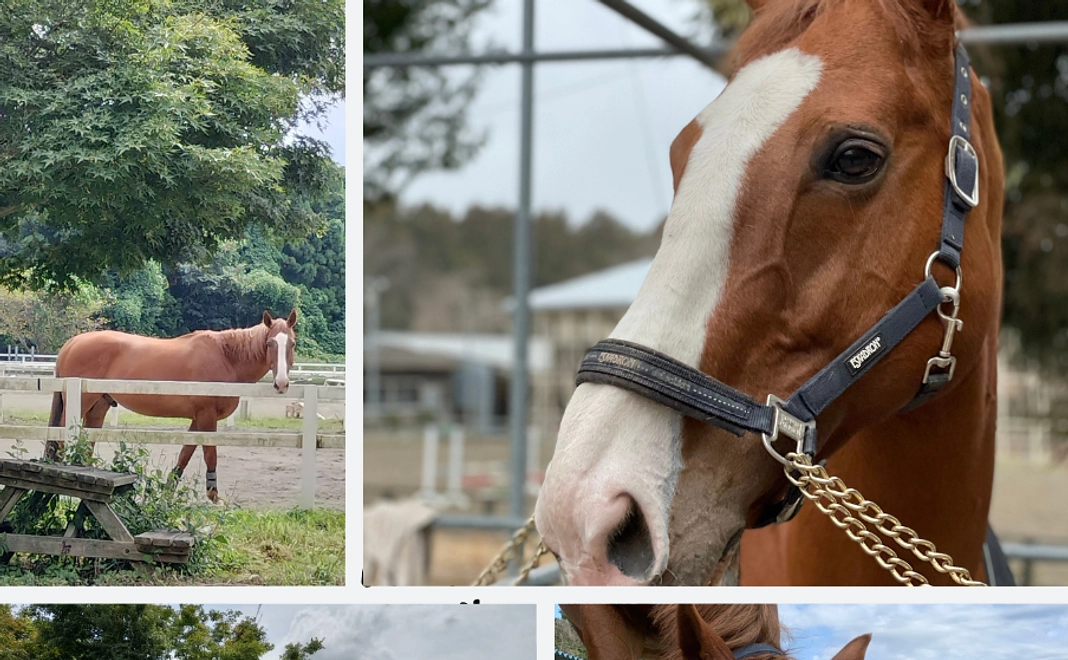 見返りを求めない応援3000コース