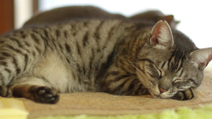 地域猫の保護活動を支援するイベント「猫の世界」を開催したい！