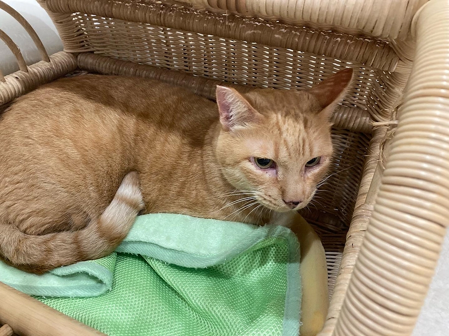 モネちゃん　抜歯手術をすることになりました