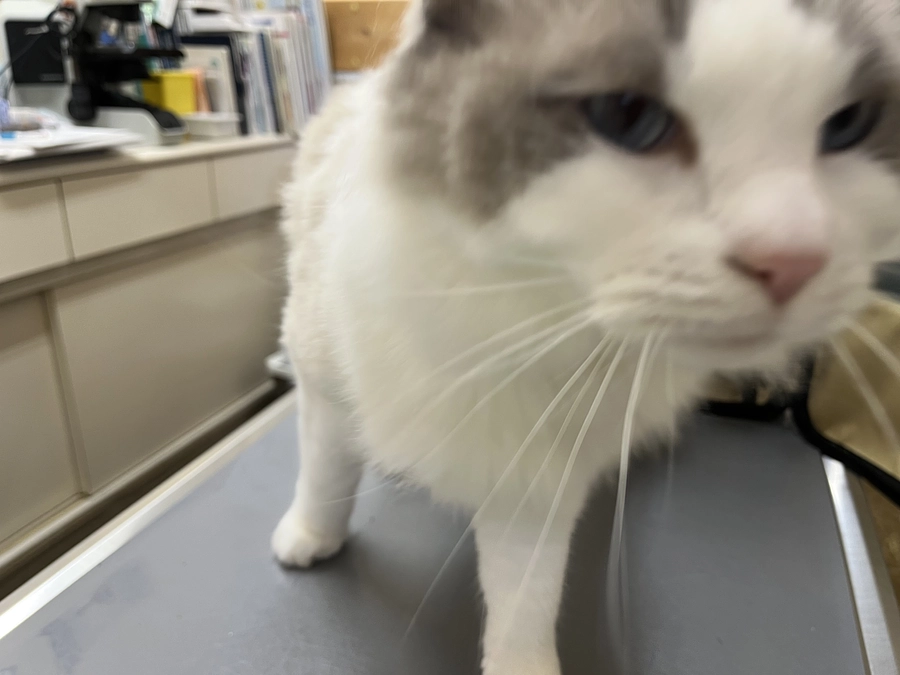 0321ソラの定期検診