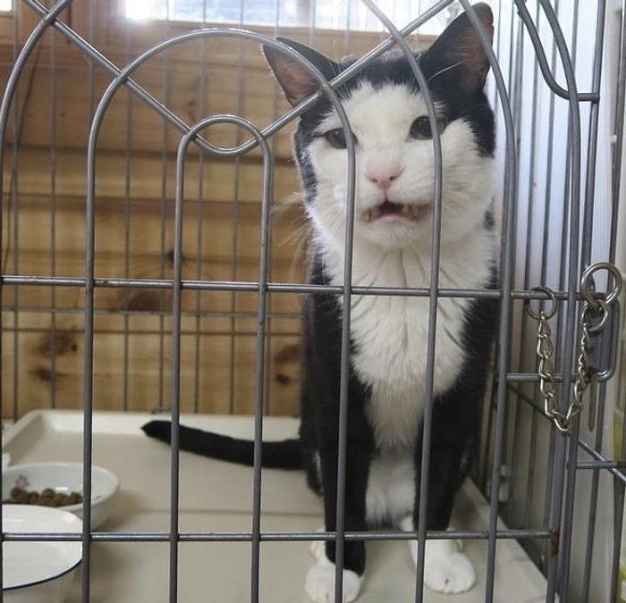 ねこハウスのハク君