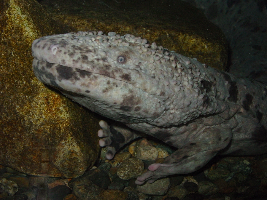 【新リターン品の追加】オオサンショウウオチームからのお話