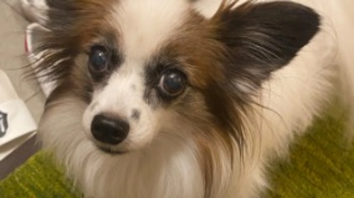 🐶残り23日 達成率30%となりました🐶