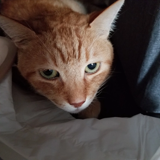 チャーとしゃー