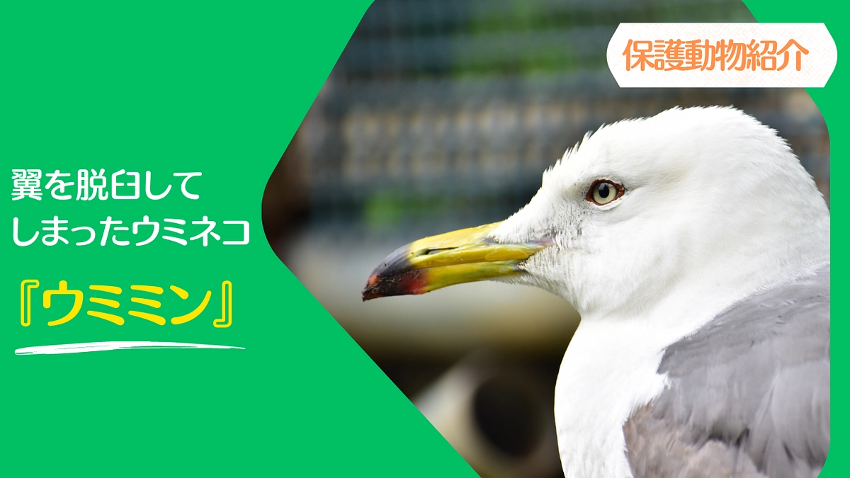 【JWCの保護動物紹介】翼を脱臼してしまったウミネコ『ウミミン』