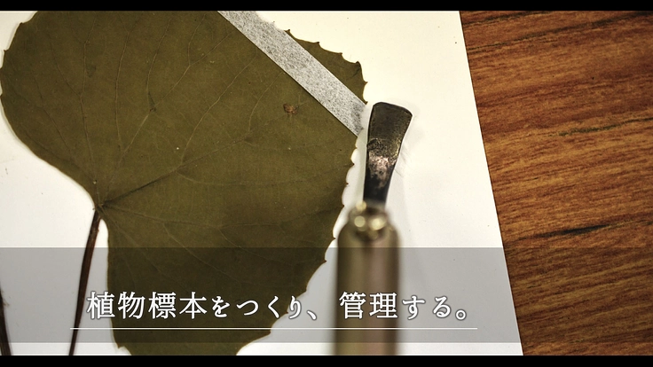 100年間受け継がれてきた植物標本を次世代へ|東北大学植物標本庫 7枚目