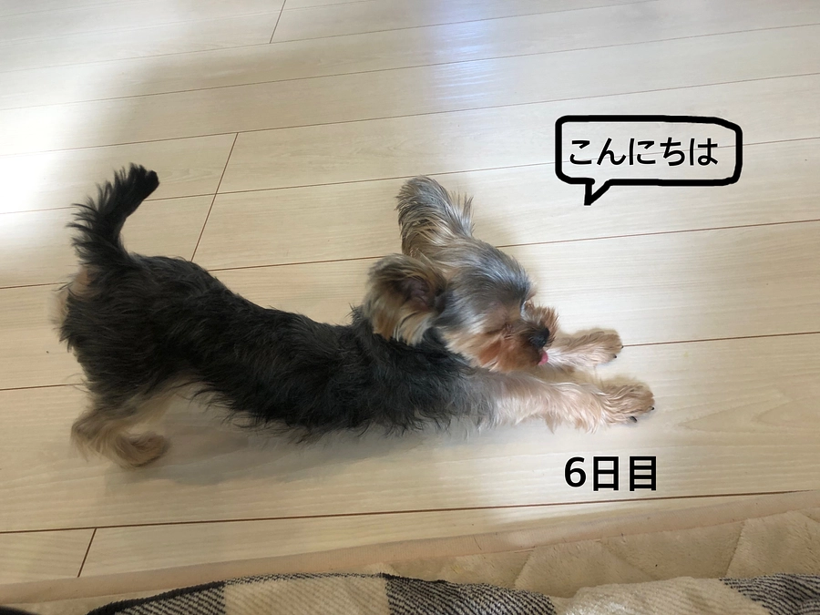 応援ありがとうございます