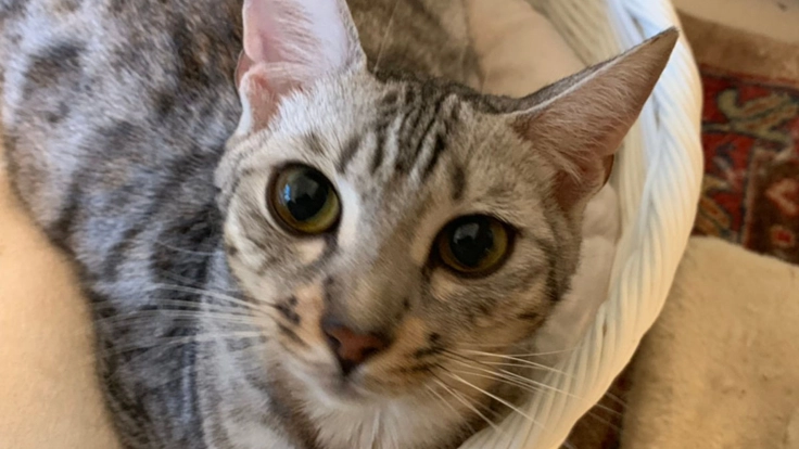 【致死率９９%超】助けてください！大切な家族ロイを難病から守りたい