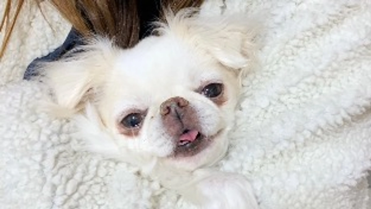 残り23時間🐶‼️