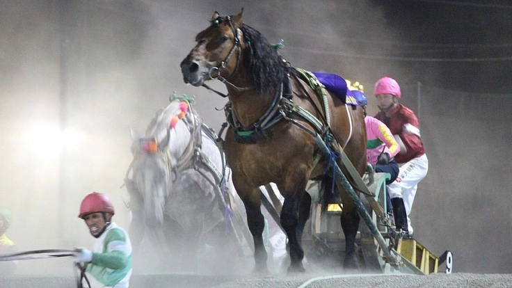 買い手がいない・引退を余儀なくされた馬を1頭でも多く救いたい!