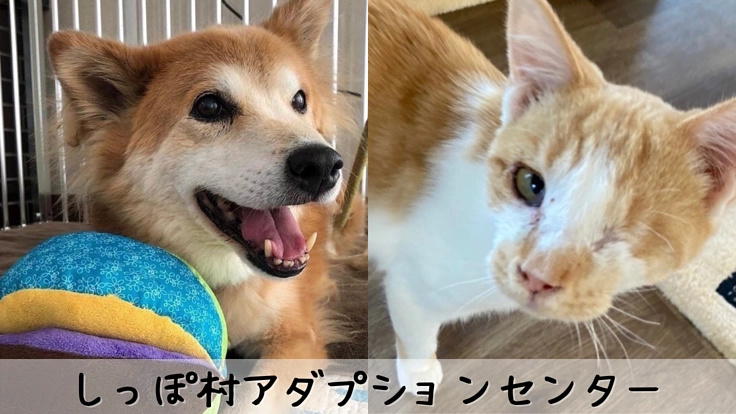 不幸な命ゼロを目指して。保護犬猫たちの希望の場所 新施設の拡充！
