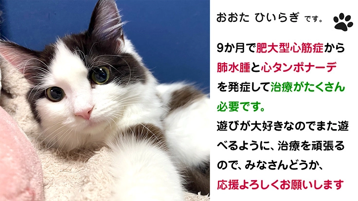 生後9か月の猫【肥大型心筋症/心タンポナーデ】の治療を助けて下さい