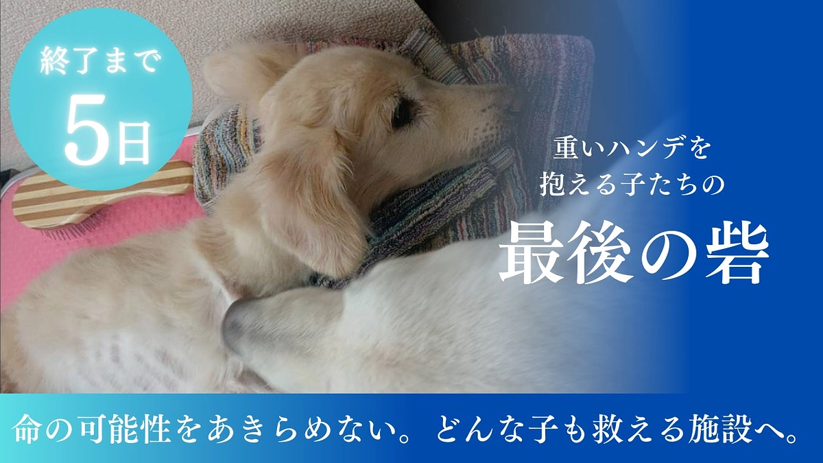 【残り5日！】温かい応援メッセージが私たちのパワーになります！