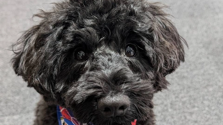 【門脈シャント】ぼると一緒に難病と闘いたい！