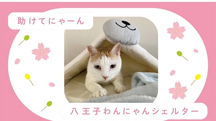 新設シェルター立ち上げと継続運営のご支援をお願いします