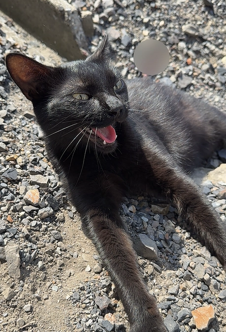 交通事故レスキュー