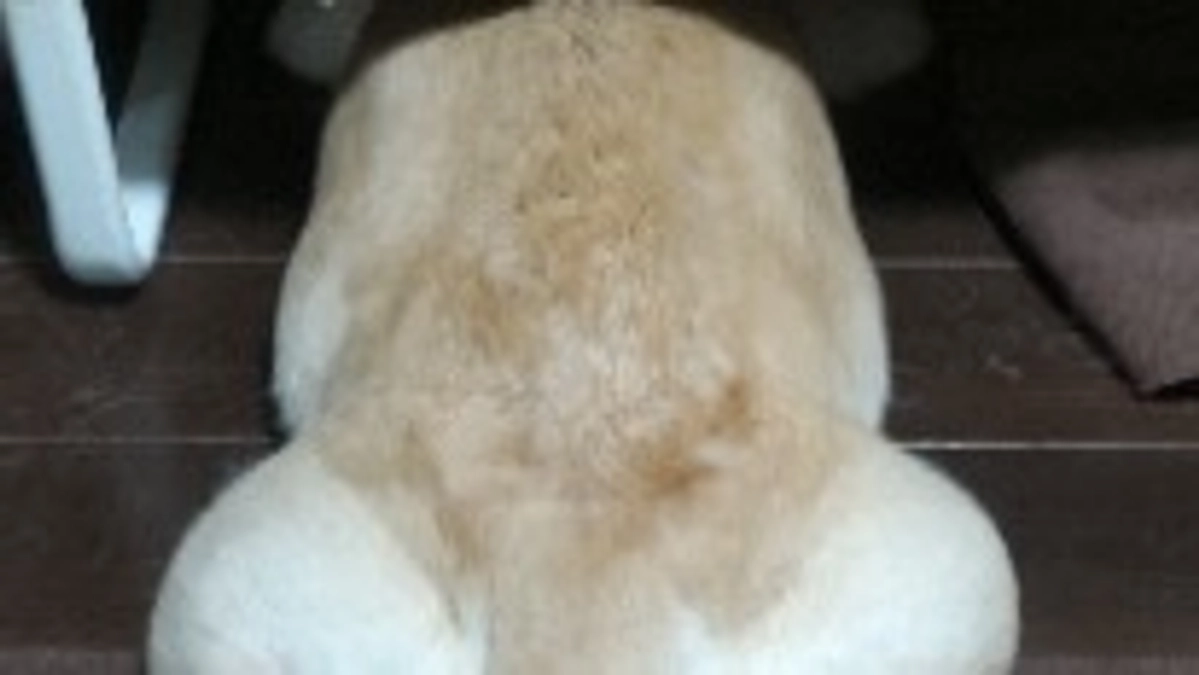 抗がん剤治療7週目 ＃新潟県 ＃悪性リンパ種 ＃抗がん剤治療 ＃ラブラドールレトリバー ＃闘病犬