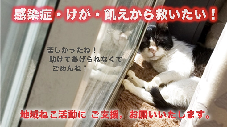 過酷な環境で生きる 野良ねこたちを感染症やけが・飢えから救いたい！
