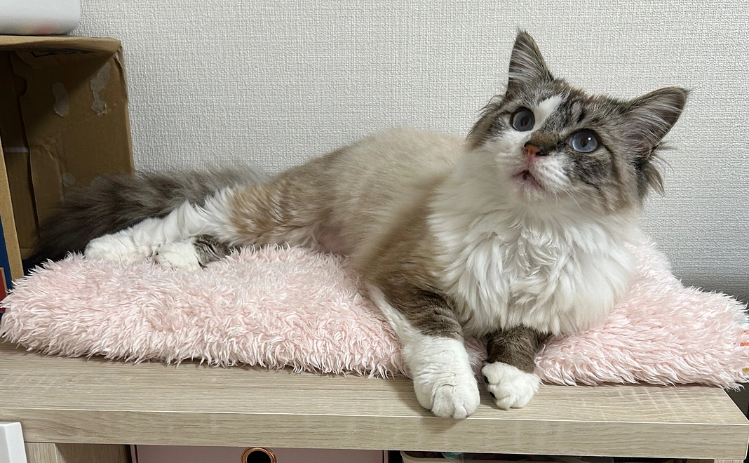 ゴマへのご支援（1,000円）