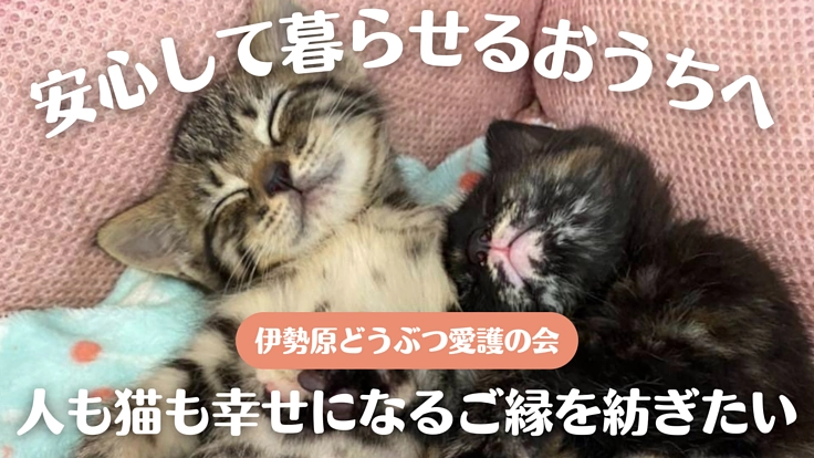 安心して暮らせるおうちとご縁を繋ぐ。保護猫シェルター新設にご支援を