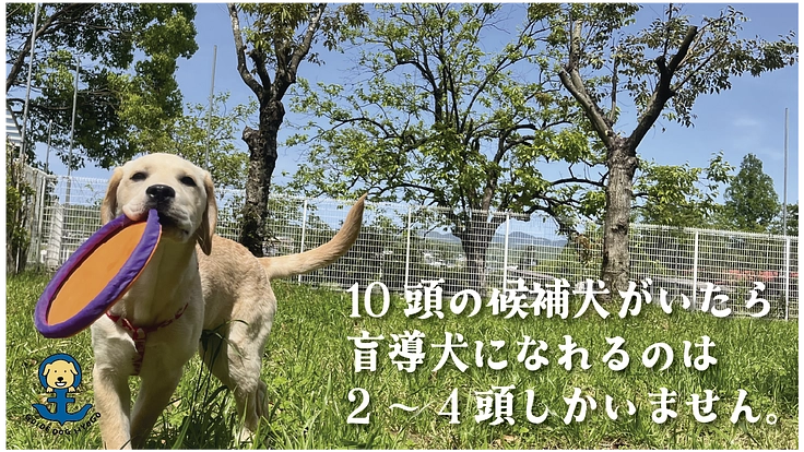視覚障がい者の明るい未来を実現する盲導犬の育成費にご支援を！ 3枚目