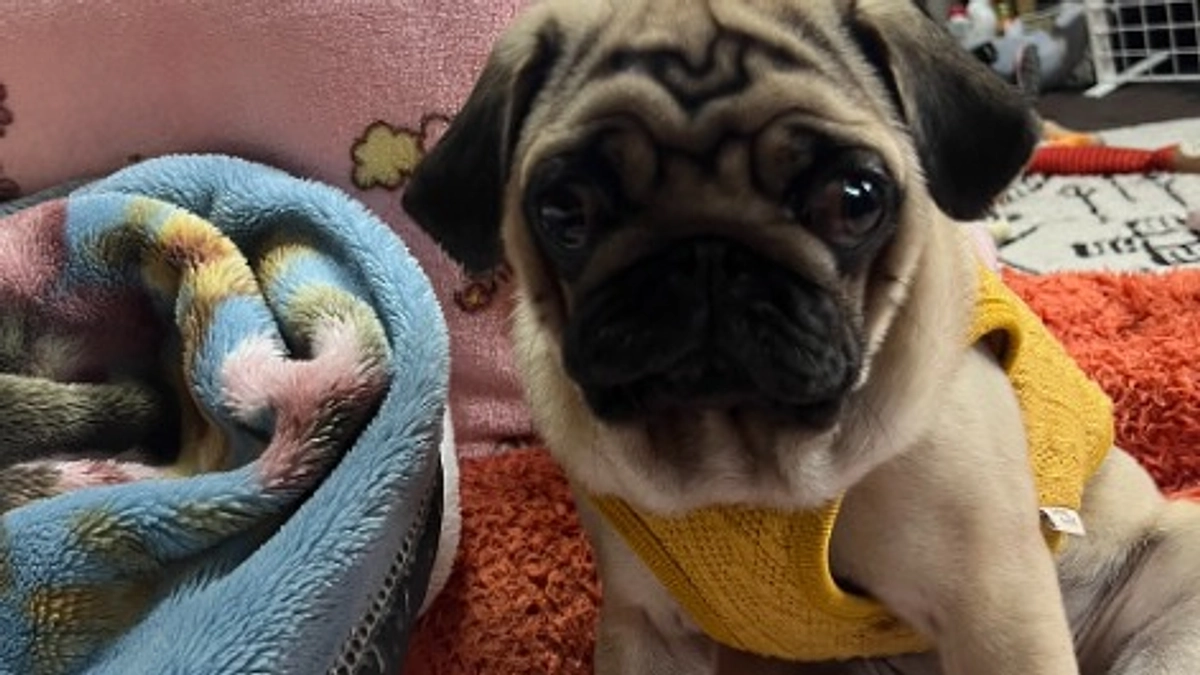 日によって体調の変化あり