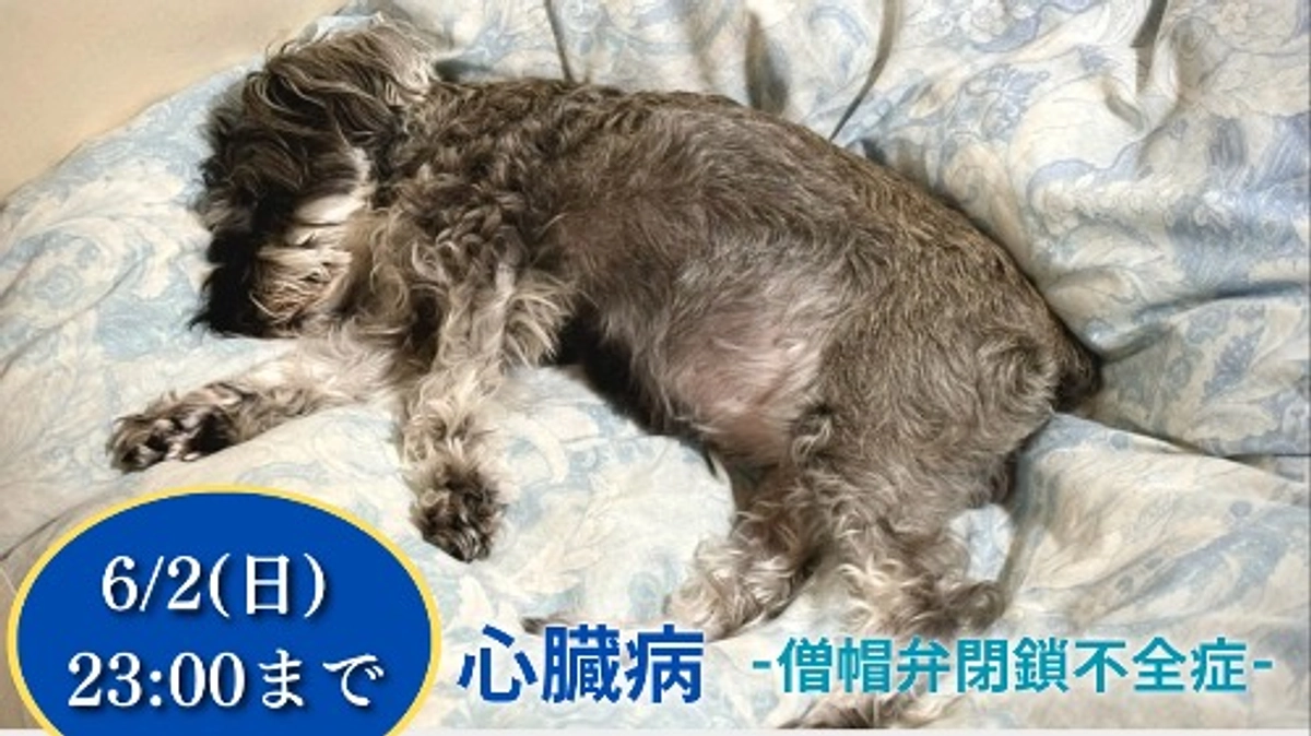 終了まで残り2日です。ロイの体調が少し変です。。