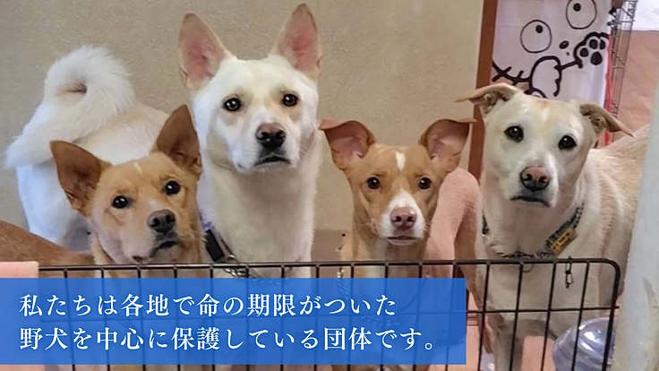 殺処分から救った野犬の日常を守りたい！大規模修繕し、安心の棲家へ 2枚目