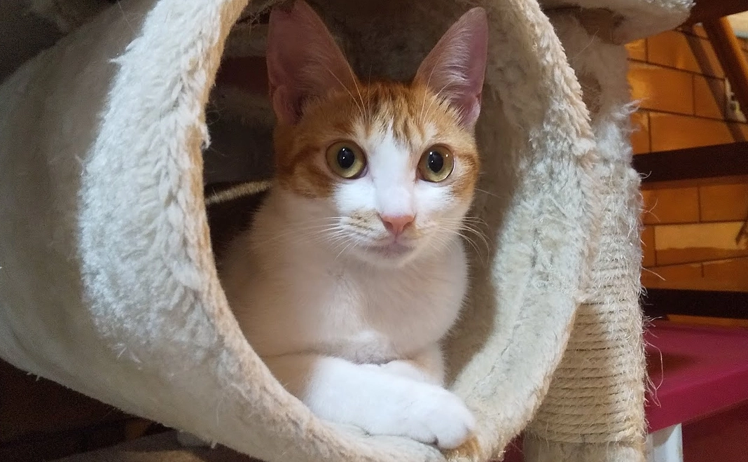 【応援コース】3千円