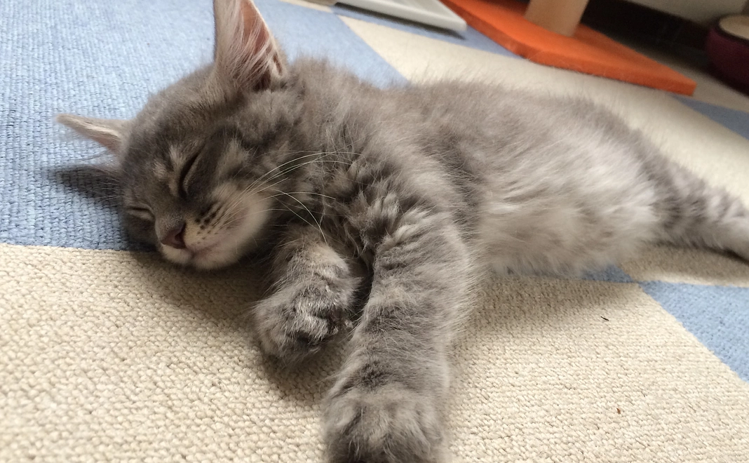 1000  ご支援ご協力に感謝いたします☻