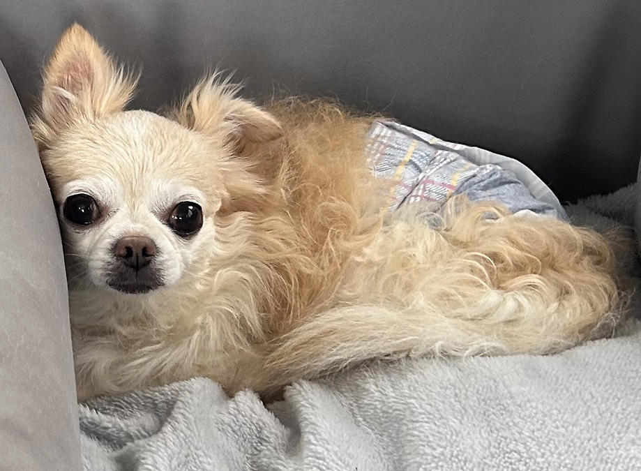 今日は手術予定の病院の診察日でした…。。状態は悪いとの事でした…💦