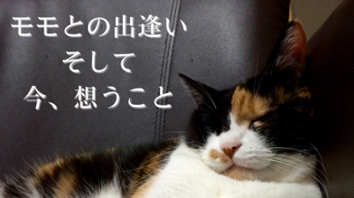 ■活動報告_14：モモとの出逢い そして 今、想うこと