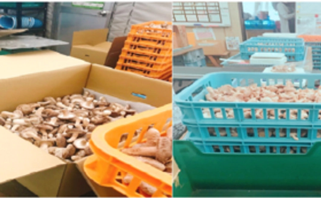 一生懸命つくったシイタケ①　1,500円リターン