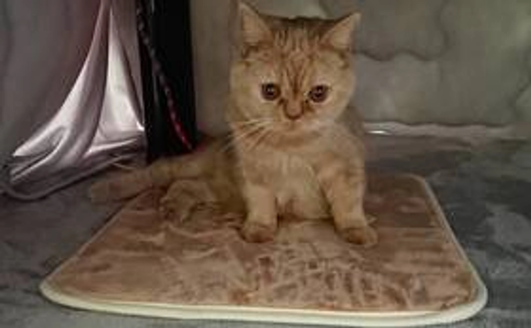 ブリ応援（1,000円）