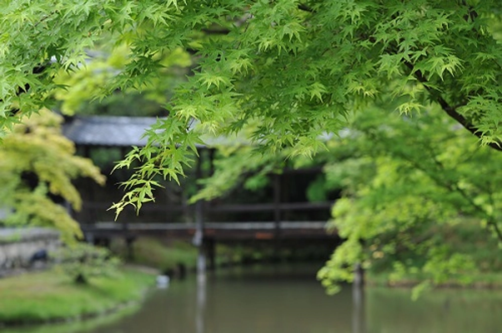 着ぐるみねねさん秀吉公と記念撮影、香合、和尚のガイド付き境内散策ツアー