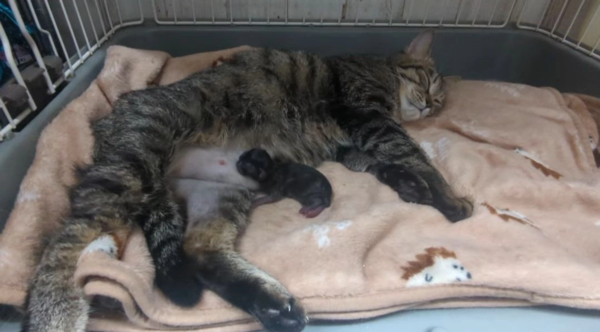 ２月２６日朝、１月２７日に多頭飼育崩壊現場で保護した妊婦さんの出産がはじまりました。