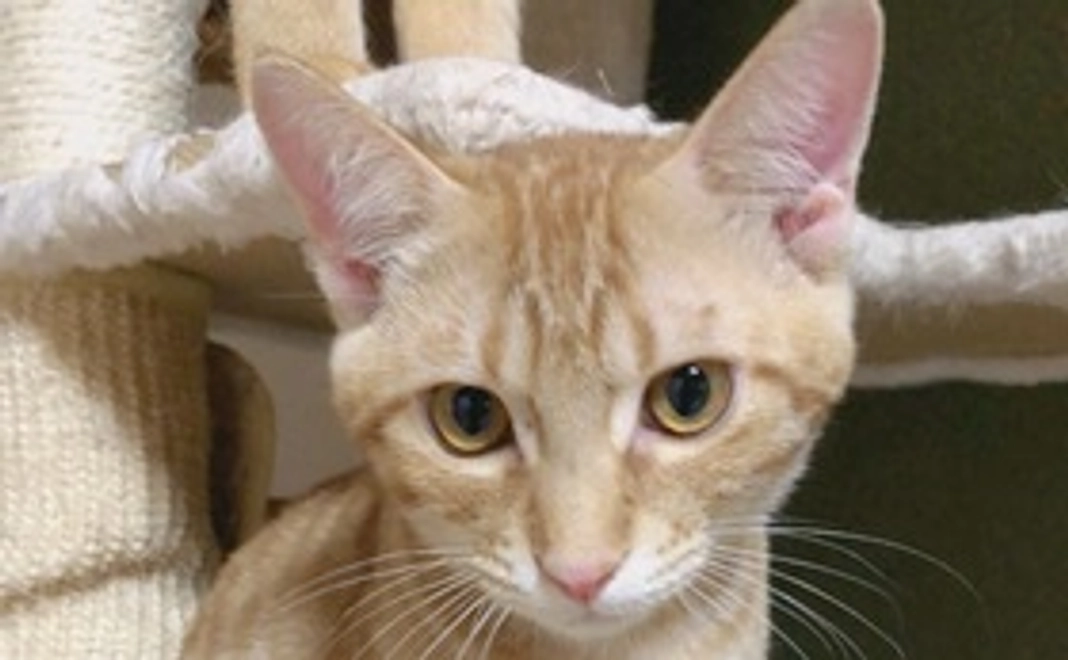 感謝のメールと保護猫達のスナップ写真3枚