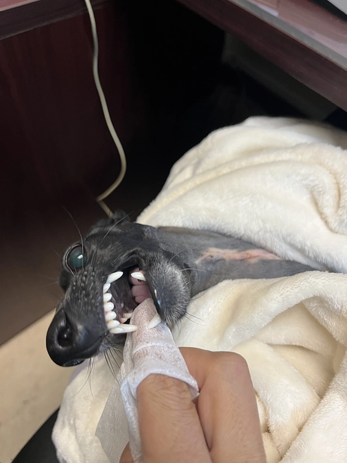 ティアラ✨の耳掃除編🧹