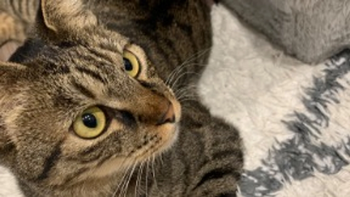 御礼「募集期間終了」