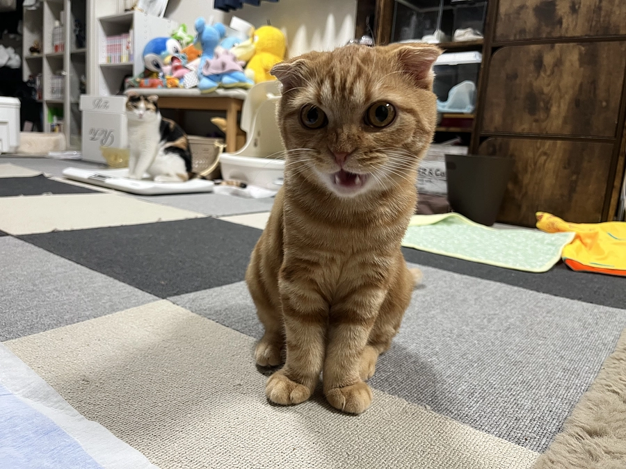 挑戦期間　残り3日